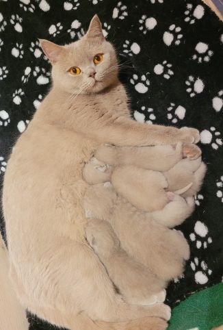 Nala's Kitten